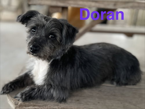 Doran