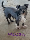 McCann