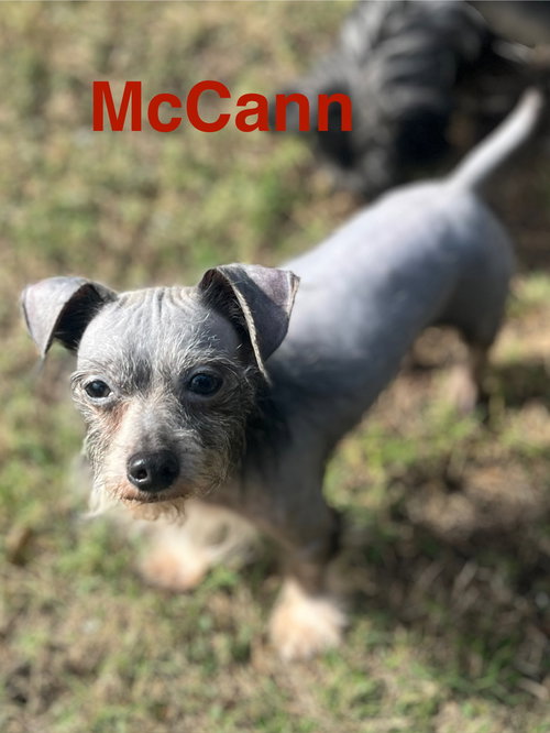 McCann
