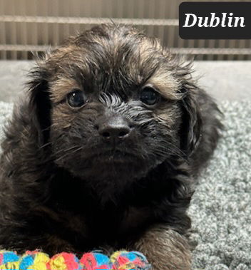 Dublin