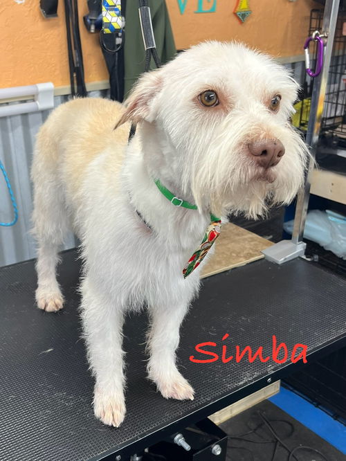 Simba