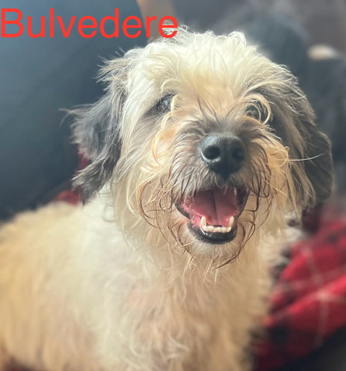 Bulvedere