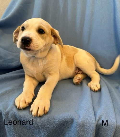 Leonard