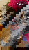 Duke