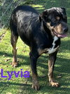 Lyvia