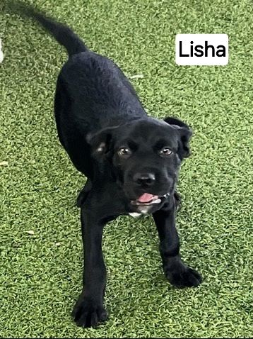 Lisha, photo 7