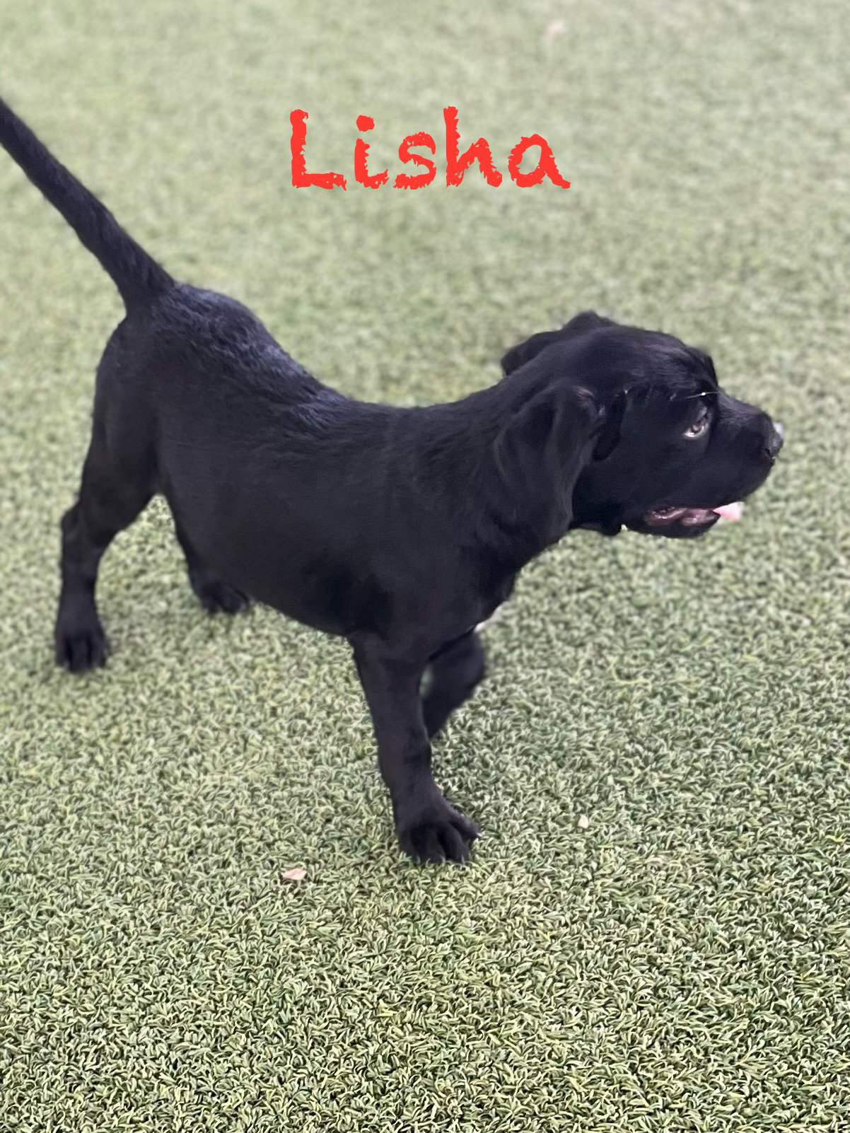 Lisha, photo 9