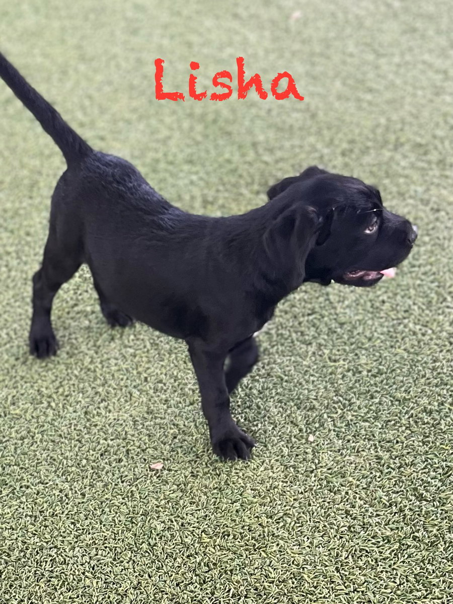 Lisha