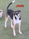 Jade