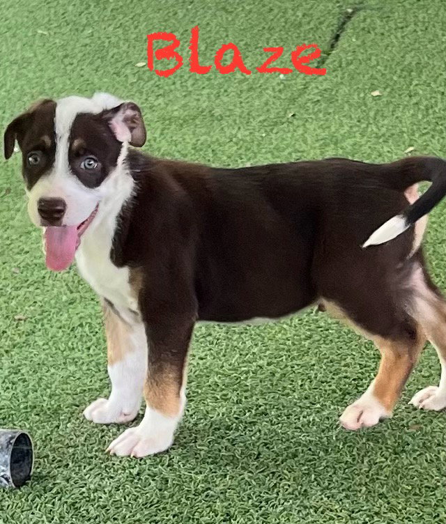 Blaze, photo 7