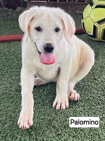 Palomino