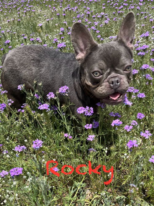 Rocky