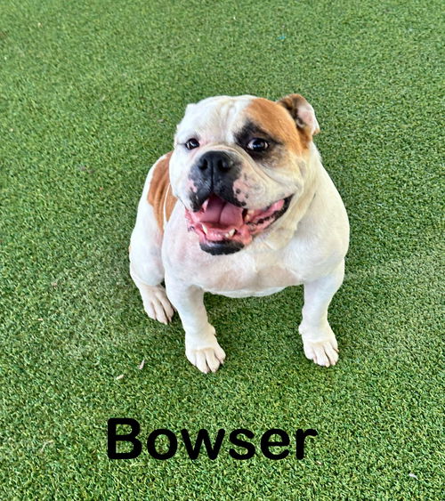 Bowser