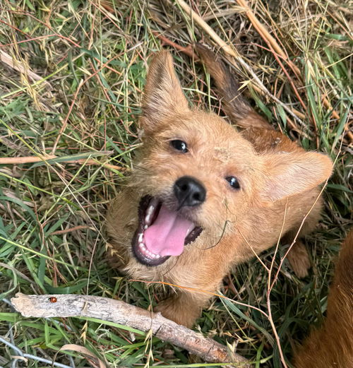 Leo