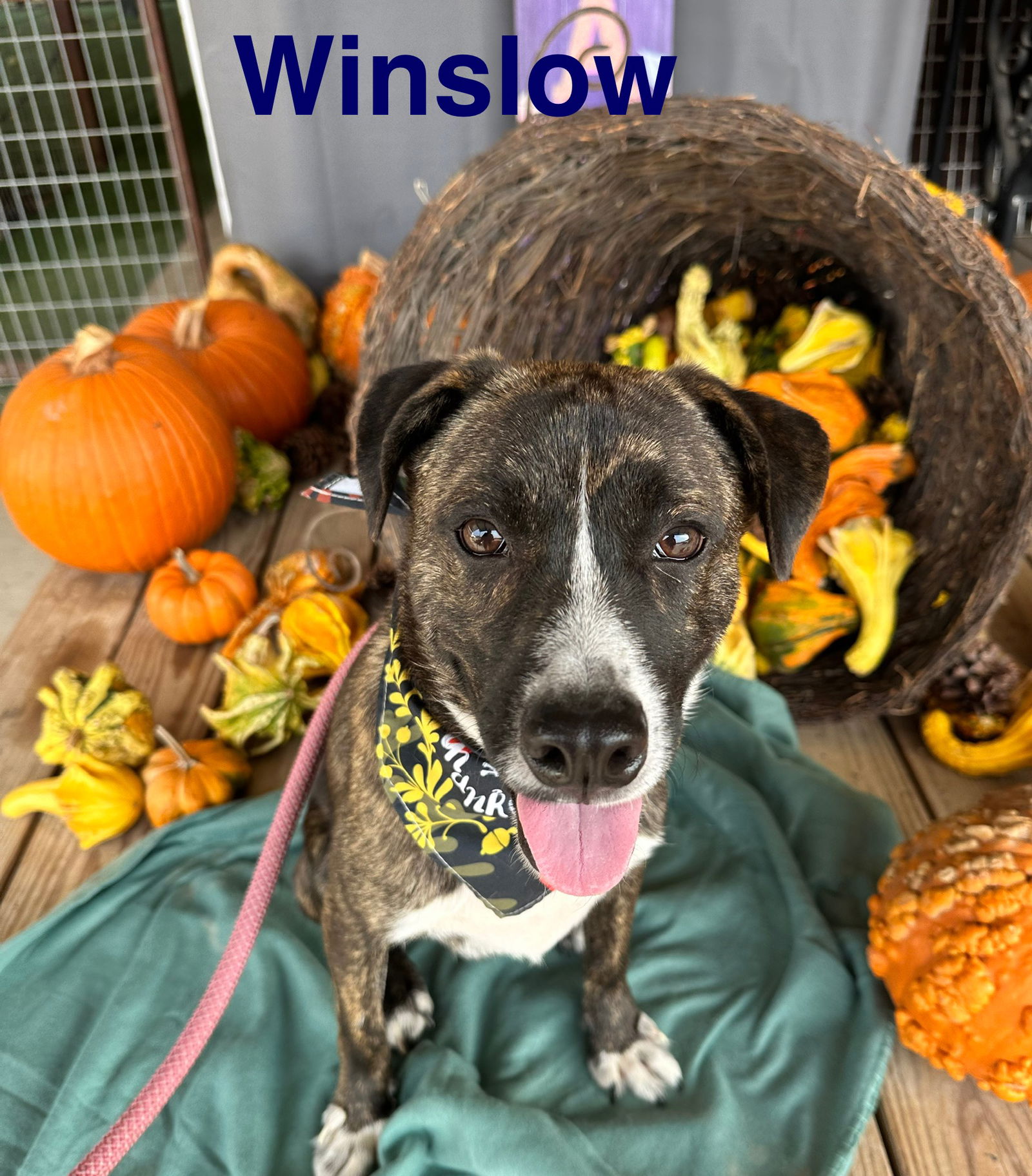 Winslow (PVAS-A184812)