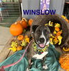 Winslow (PVAS-A184812)