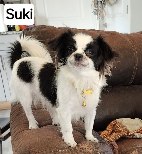 Suki