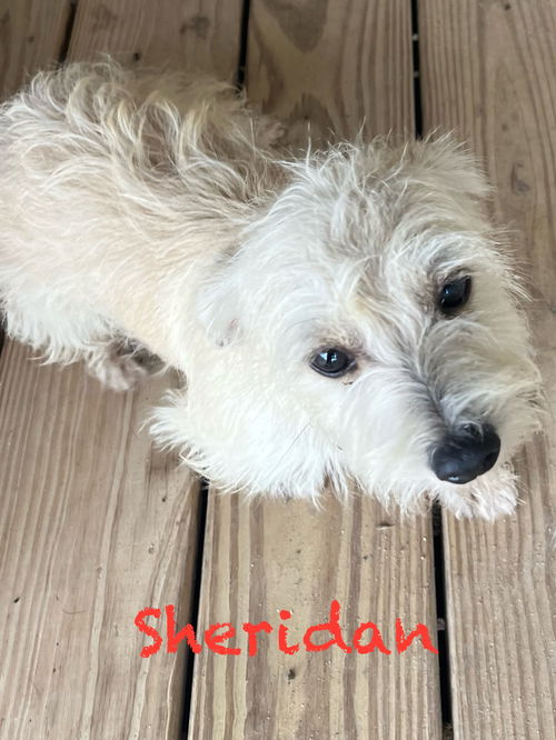 Sheridan