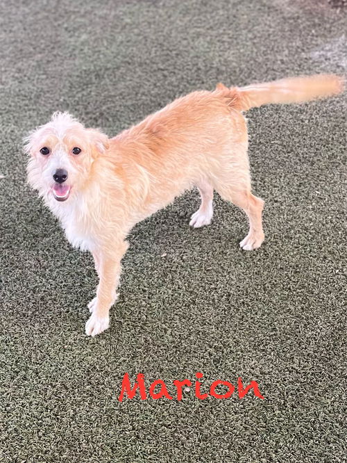 Marion