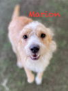 Marion