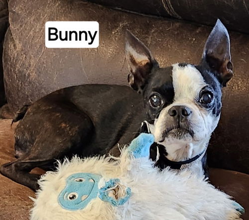 Bunny