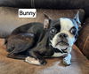 Bunny