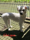 Chiqui