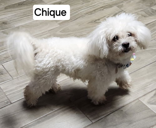 Chiqui