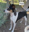Trixie