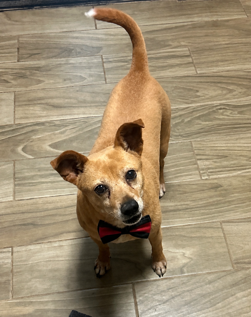 Conner A720096, an adoptable Parson Russell Terrier in Pipe Creek, TX