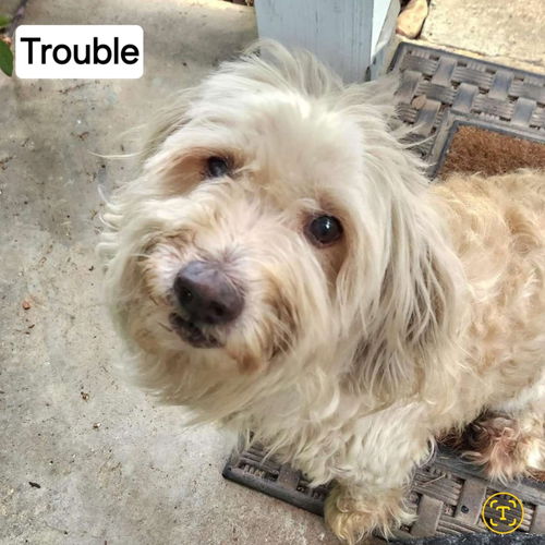 Trouble