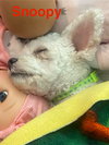 Snoopy