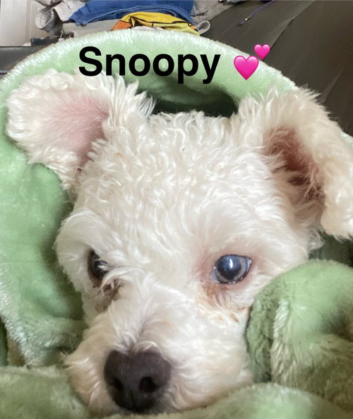 Snoopy