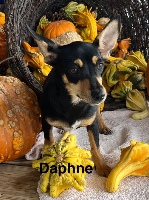 Daphne