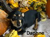 Daphne