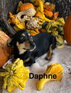 Daphne