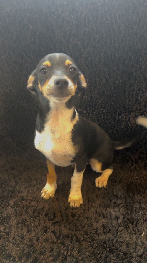 Diego