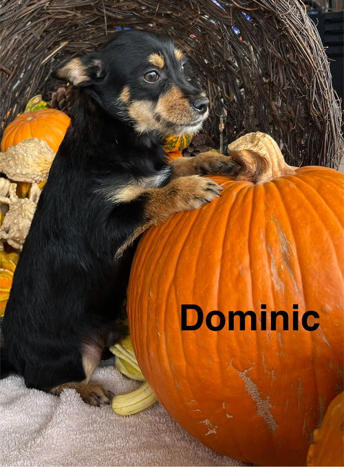 Dominic