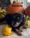 Dominic