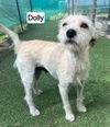 Dolly