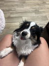 Molly