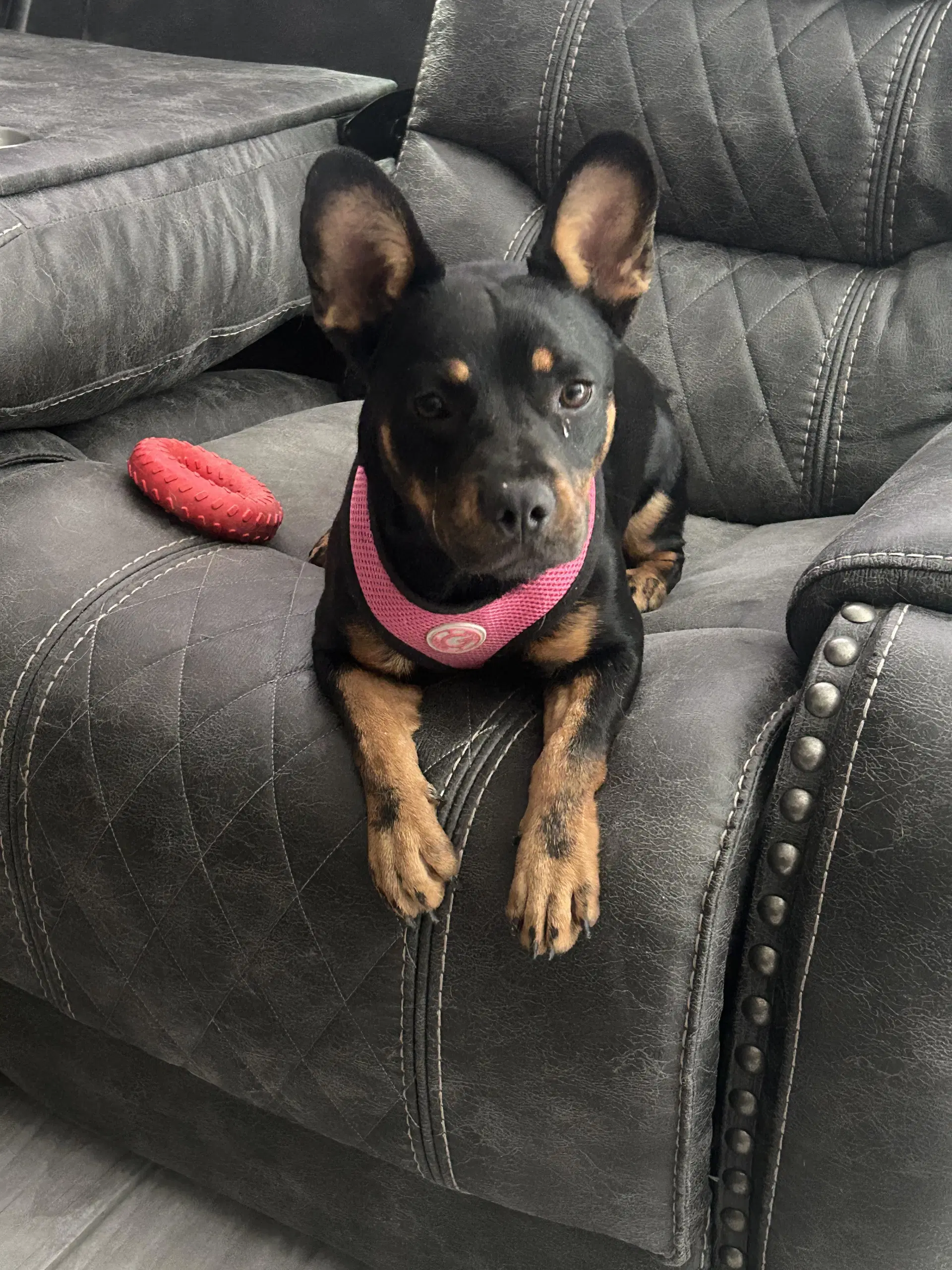 Missy image 2