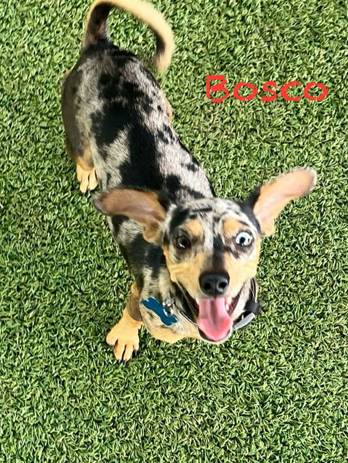 Bosco