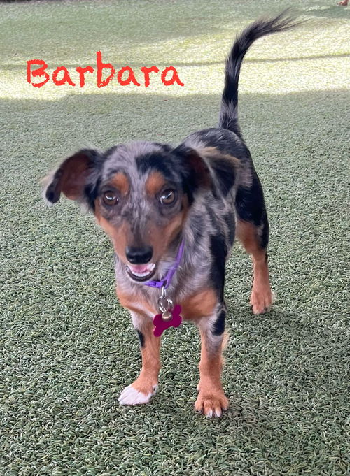 Barbara