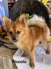 Picolo