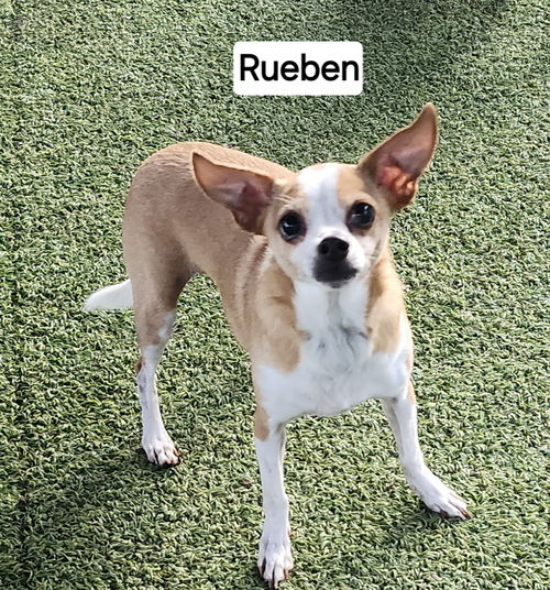 Rueben