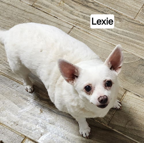 Lexie