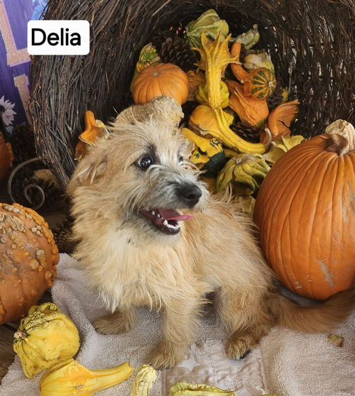 Delia