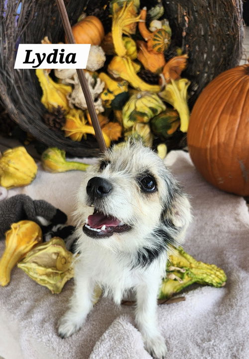 Lydia