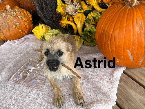 Astrid